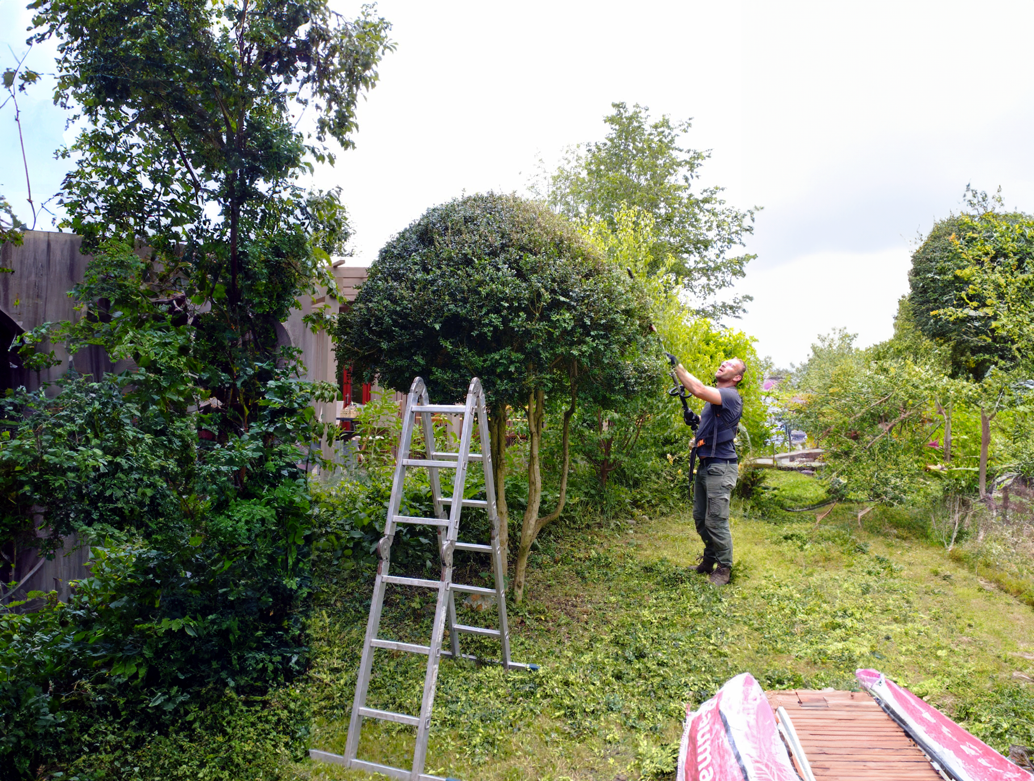 Schnitt und Pflege von Bäumen